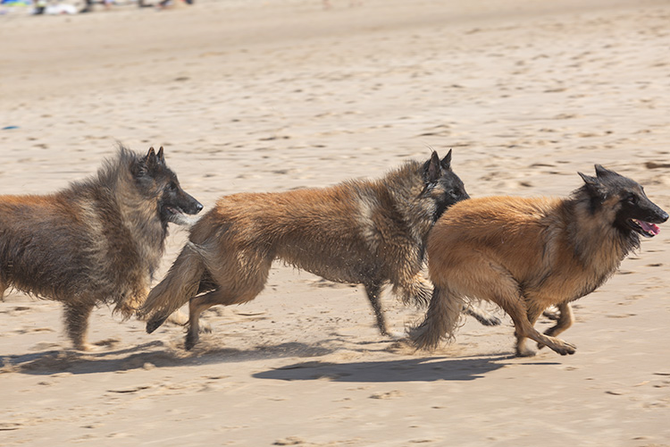 Wandeling Zoutelanden